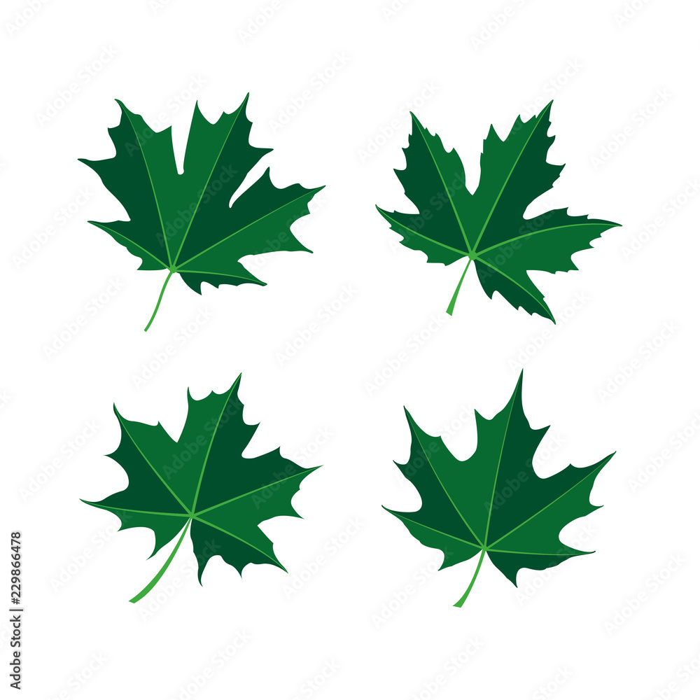 maple leaf logo icon design template vector maple leaf logo icon design template vector