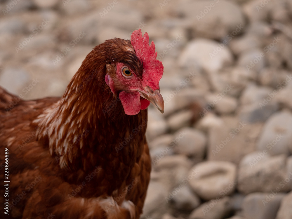 Gesundes Huhn aus ökologischer Haltung