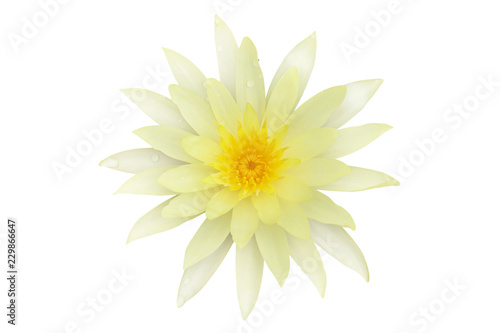 Yellow Nymphaea, Water Lily Flower Isolated on White Background