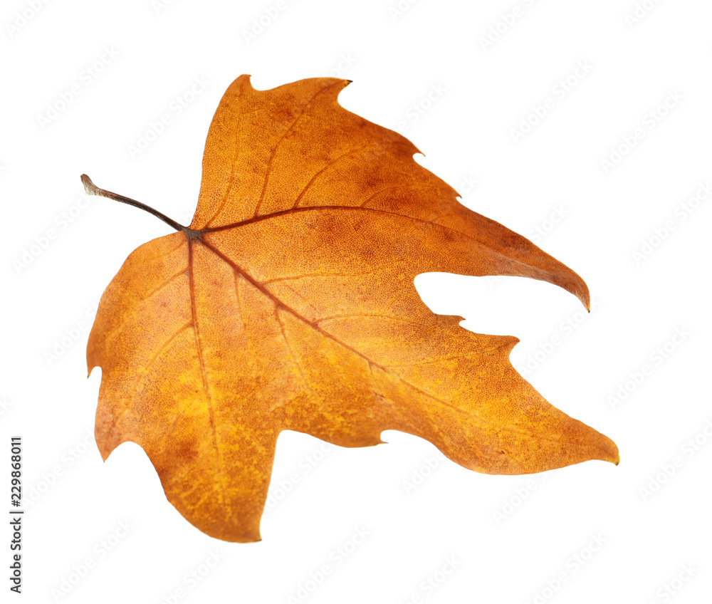 Naklejka premium Beautiful autumn leaf on white background. Fall foliage