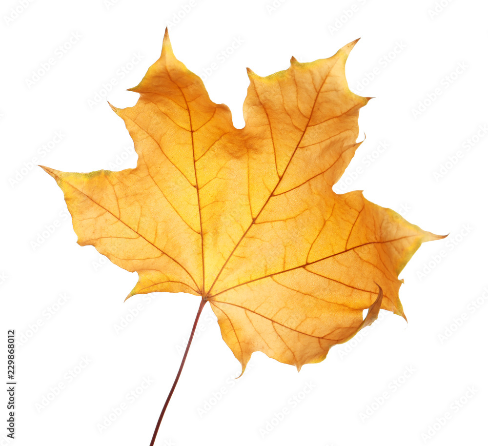 Beautiful autumn leaf on white background. Fall foliage Beautiful autumn leaf on white background. Fall foliage