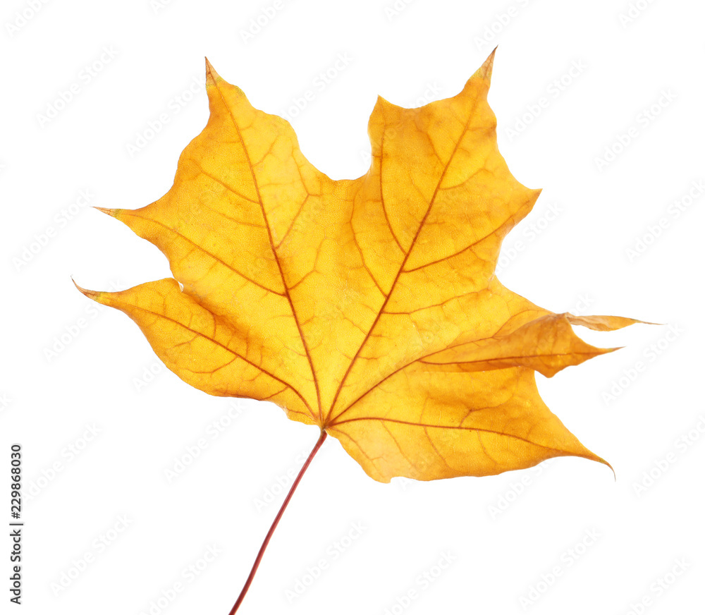 Beautiful autumn leaf on white background. Fall foliage Beautiful autumn leaf on white background. Fall foliage