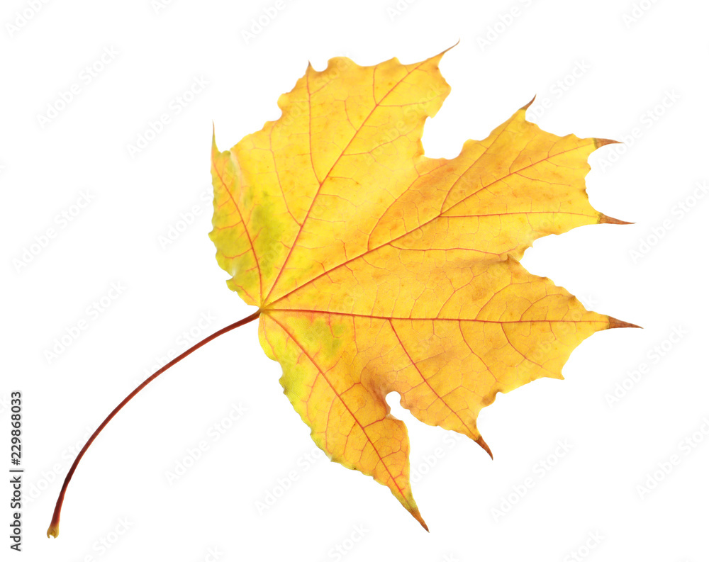 Beautiful autumn leaf on white background. Fall foliage Beautiful autumn leaf on white background. Fall foliage