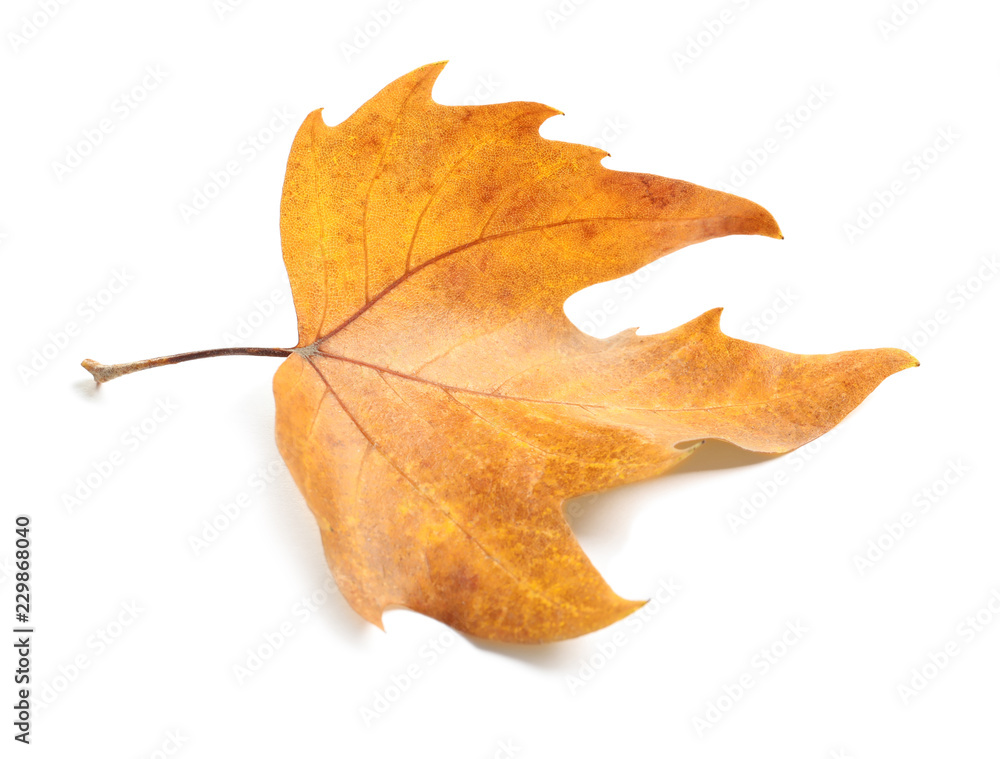 Beautiful autumn leaf on white background. Fall foliage Beautiful autumn leaf on white background. Fall foliage