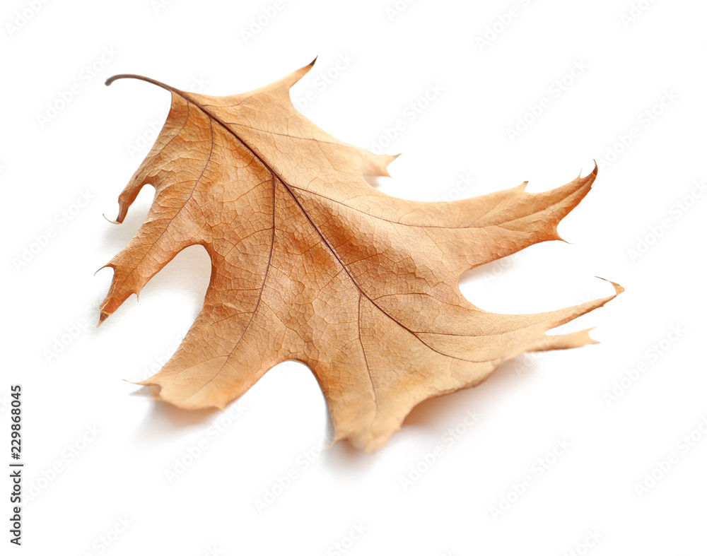 Fototapeta premium Beautiful autumn leaf on white background. Fall foliage