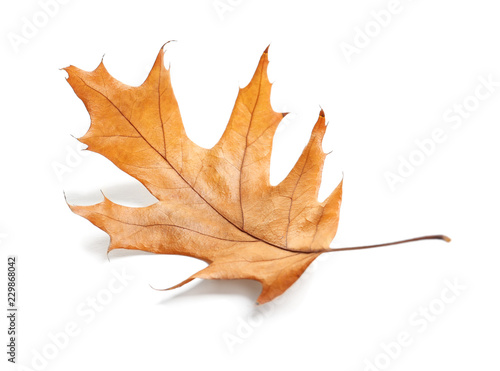 Beautiful autumn leaf on white background. Fall foliage