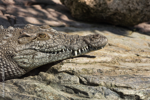 Nile crocodile or alligator keeps warm on the stones.jpg