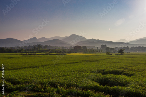 The foggy mountain background, morning light, paddy rice field, intimate nature wallpaper, beautiful natural scenery, colorful seasonal changes.