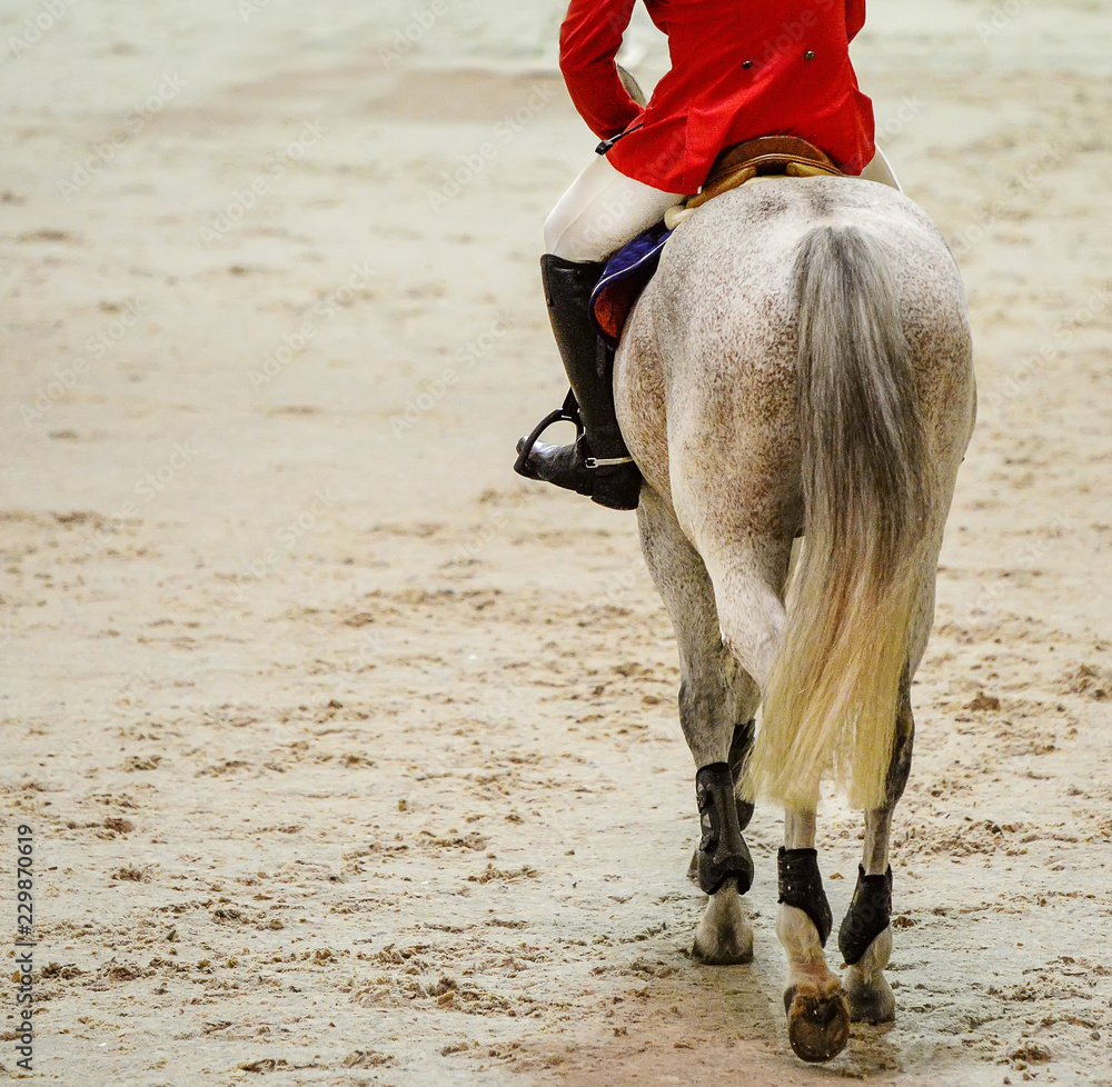 Rider in uniform and gray horse in jumping show, equestrian sports. Rider in red jacket on dappled gray horse going to jump.