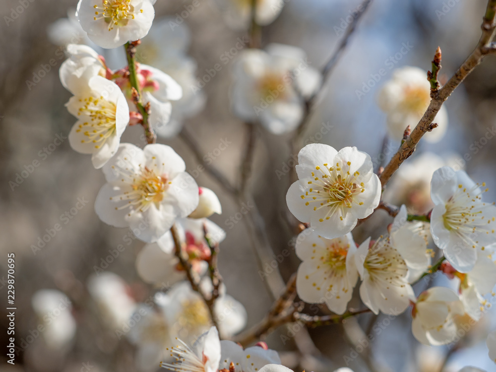 梅の花