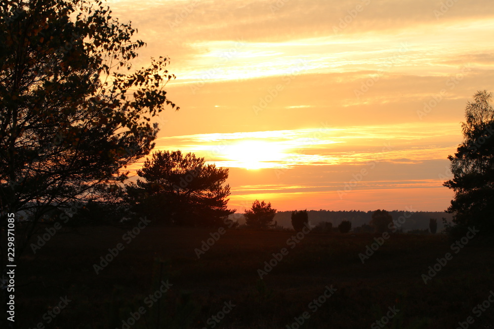 Orange-goldener Sonnenuntergang in der Lüneburger Heide