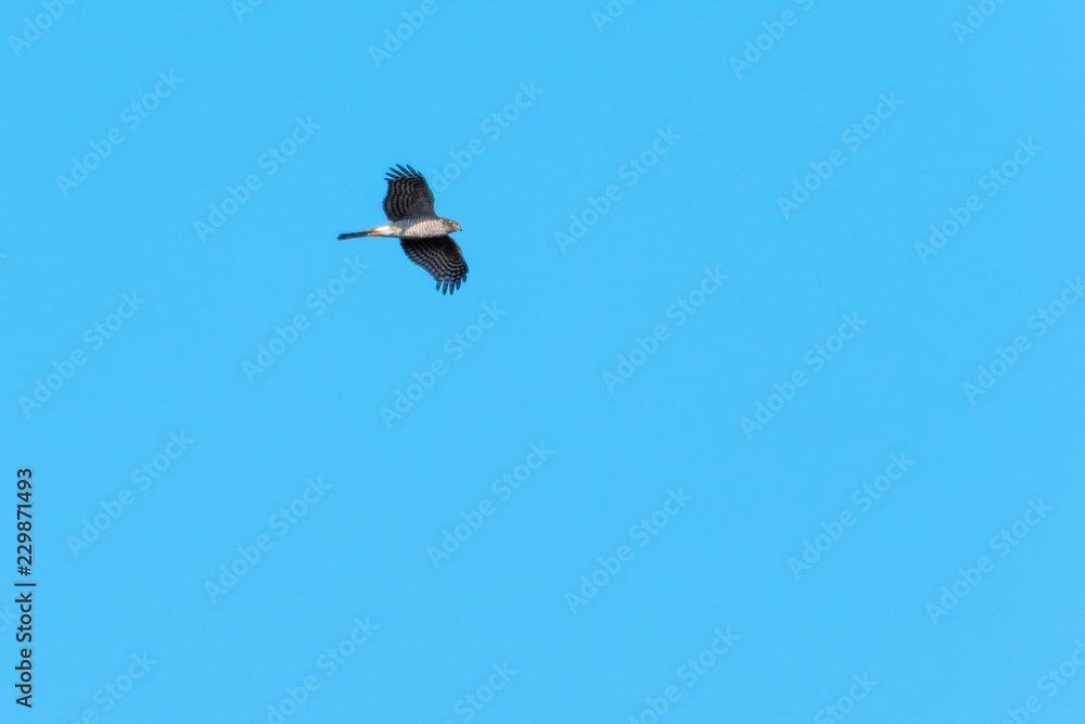 Hunting Sparrowhawk by blue skies Hunting Sparrowhawk by blue skies