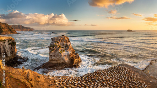 Fototapeta Naklejka Na Ścianę i Meble -  Gannets at Muriwai