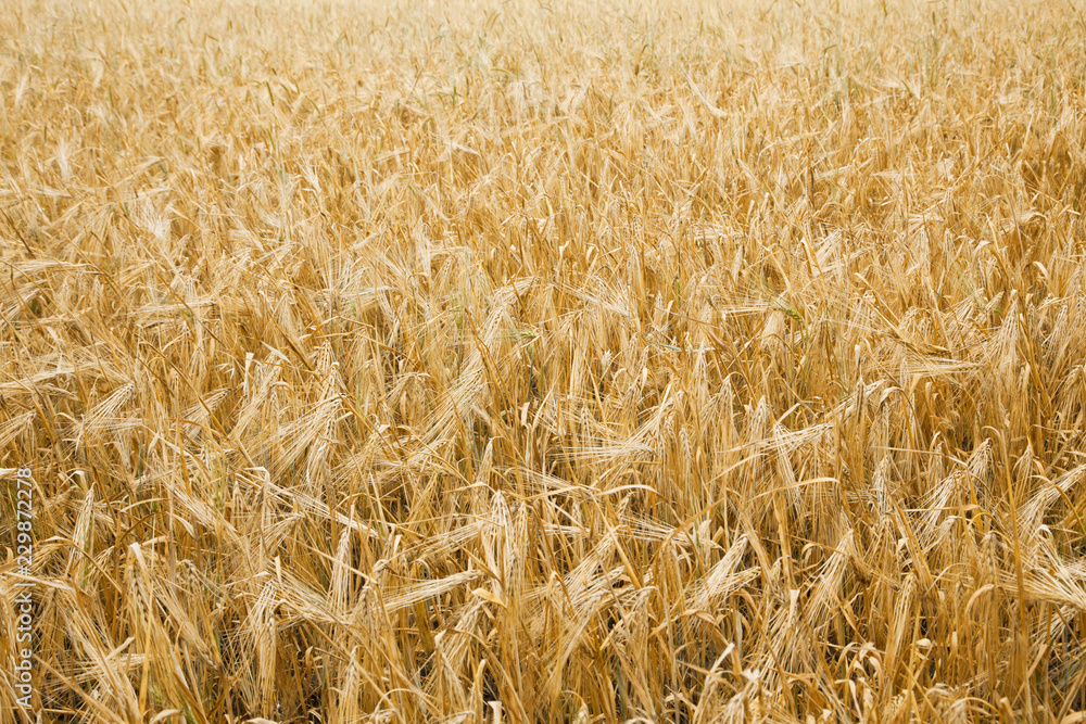 Grain gold field Grain gold field