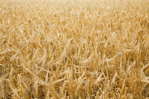 Grain gold field