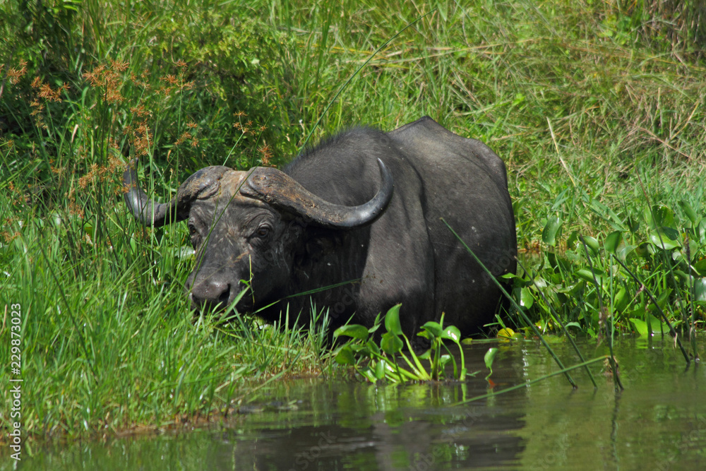 Cape Buffalo feeding in the Nile River Cape Buffalo feeding in the Nile River