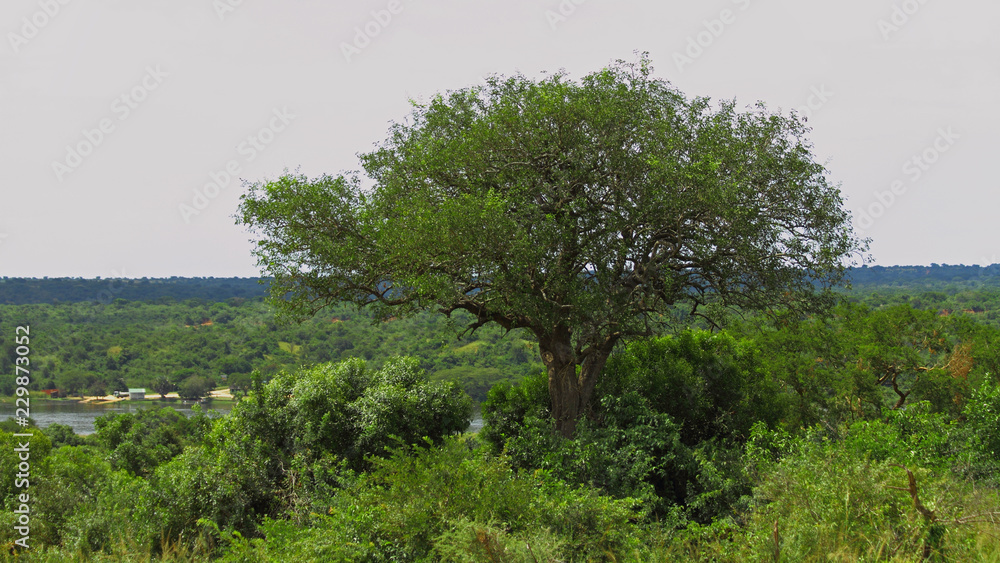 Obraz premium Large tree near the ferry crossing in Murchison Falls National Park