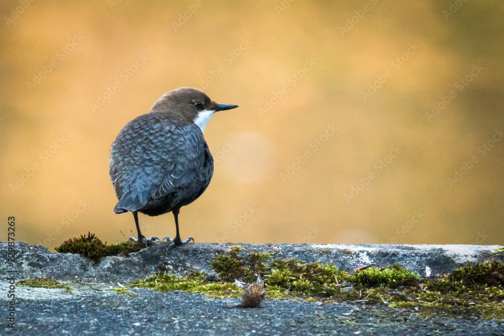 Wasseramsel (Eurasische), freigestellt mit verschwommenem Hintergrund Wasseramsel (Eurasische), freigestellt mit verschwommenem Hintergrund