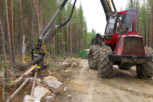 Harvester machine working in a forest  chopping young pine trees. Wood industry  Northern Karelia  Russia