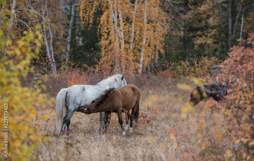 A breed of Yakut horses was formed in the conditions of the sharply continental climate of Yakutia, where in winter frosts reach 50–60 degrees, and in summer the heat exceeds 40 degrees. © mikhail cheremkin