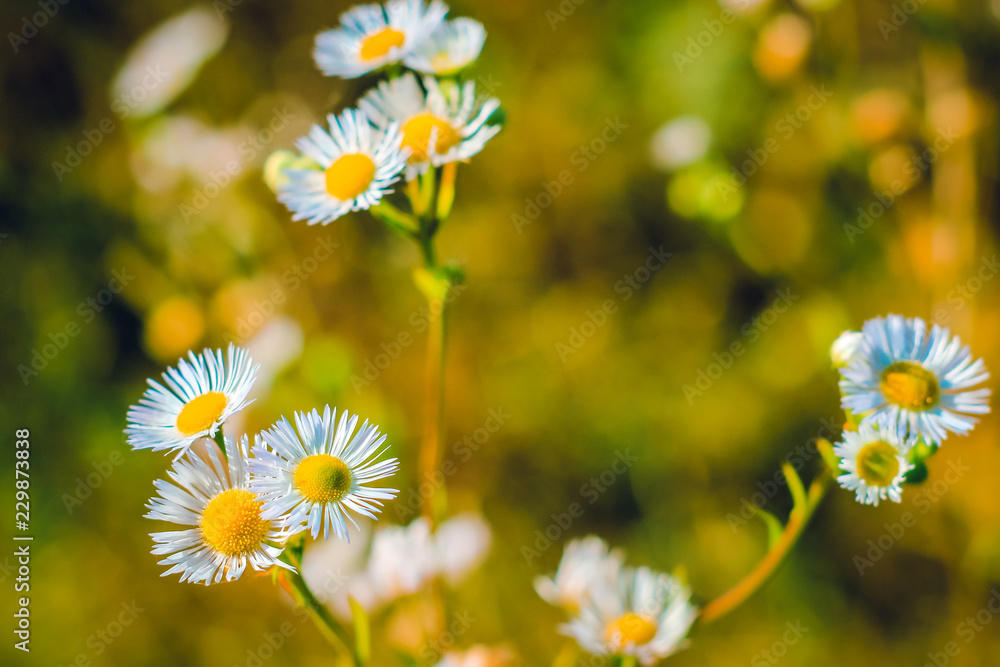 Chamomile plant. Autumn Green, brown background. Chamomile plant. Autumn Green, brown background.