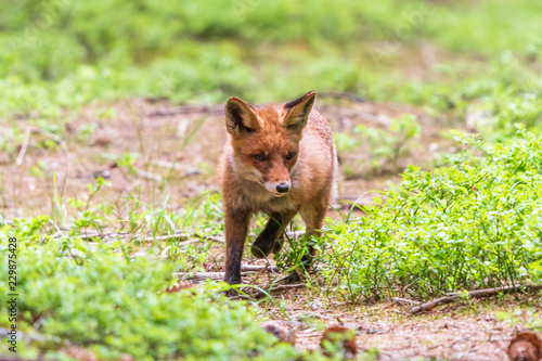 Jumping Red Fox  Vulpes vulpes  wildlife scene from Europe. Orange fur coat animal in the nature habitat.