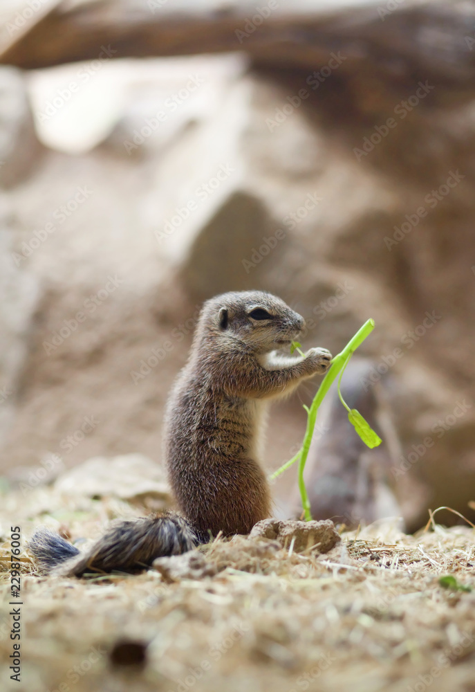 ground squirrel ground squirrel