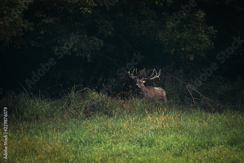 Red Deer male roars © zorandim75