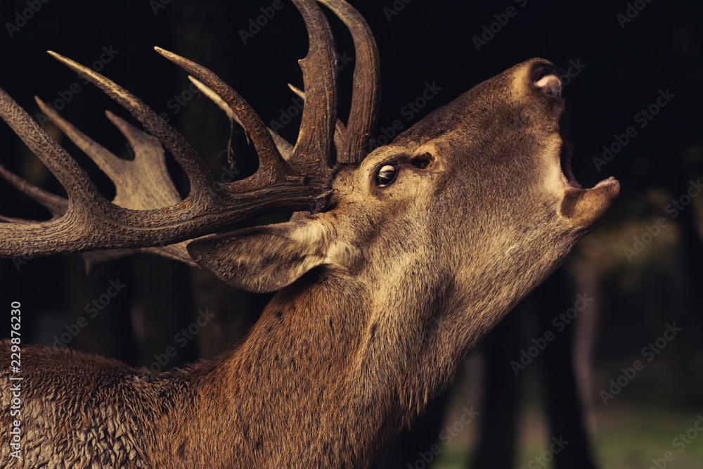 Obraz premium Red Deer With Big Horns, A young Red deer close up
