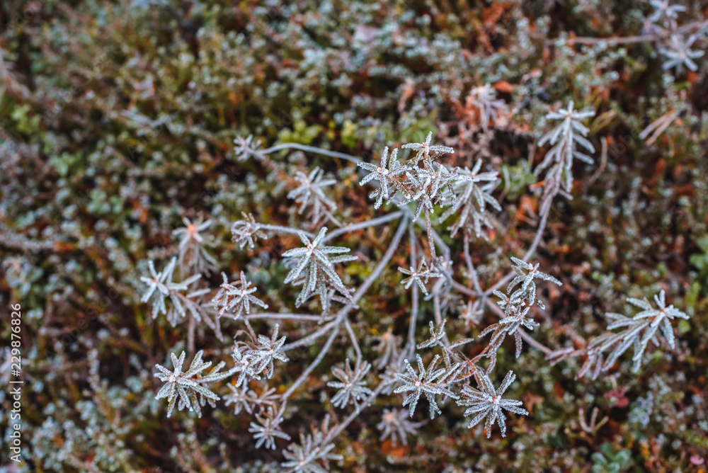 Pattern from frost green plants in hoarfrost late fall