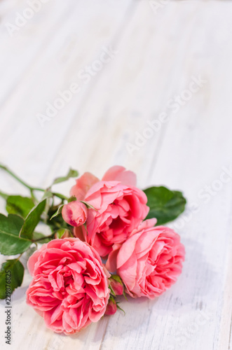 Pink roses over white wooden board. Mother's or Valentine's day