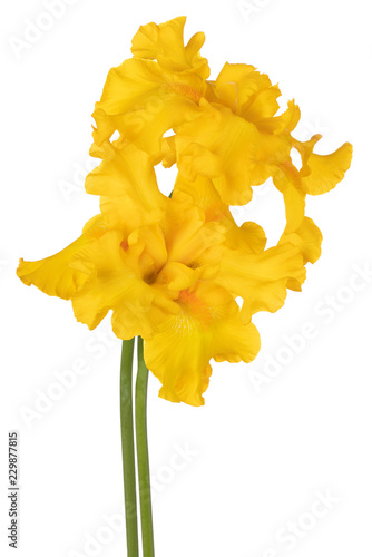 Fototapeta Naklejka Na Ścianę i Meble -  iris flower isolated