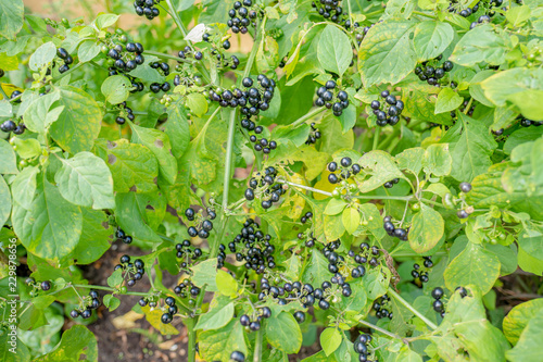 Solarum scabrum bush. photo