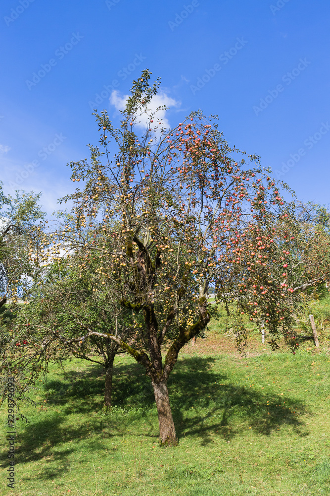 Apfelbaum Apfelbaum