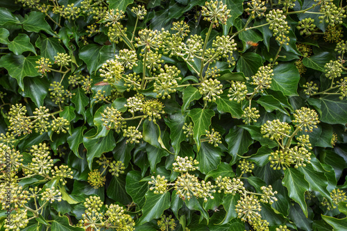 Hedera helix plants.