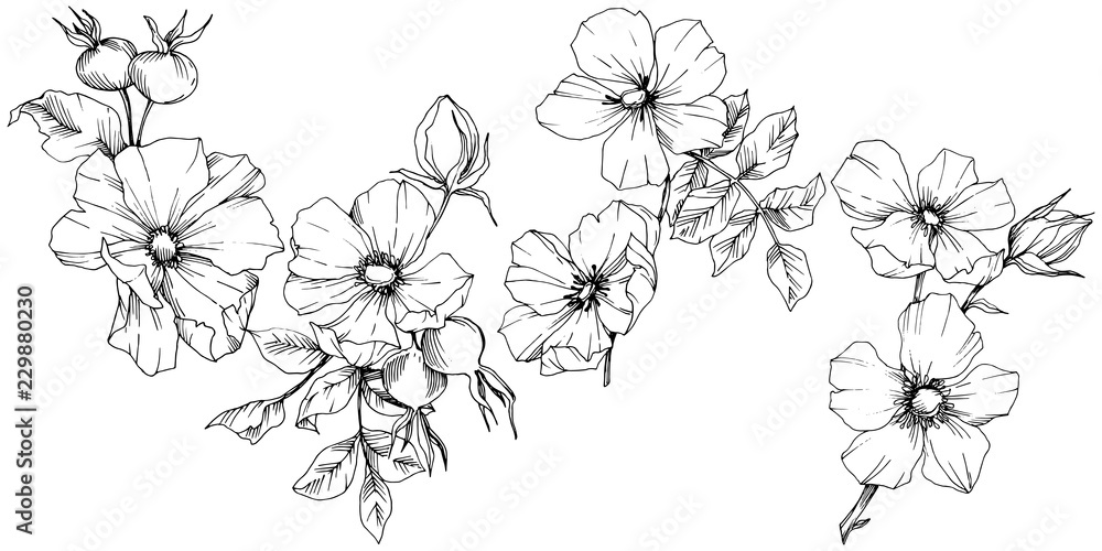 Wildflower rosa canina in a vector style isolated. Black and white engraved ink art. Vector flower for background, texture, wrapper pattern, frame or border. Wildflower rosa canina in a vector style isolated. Black and white engraved ink art. Vector flower for background, texture, wrapper pattern, frame or border.