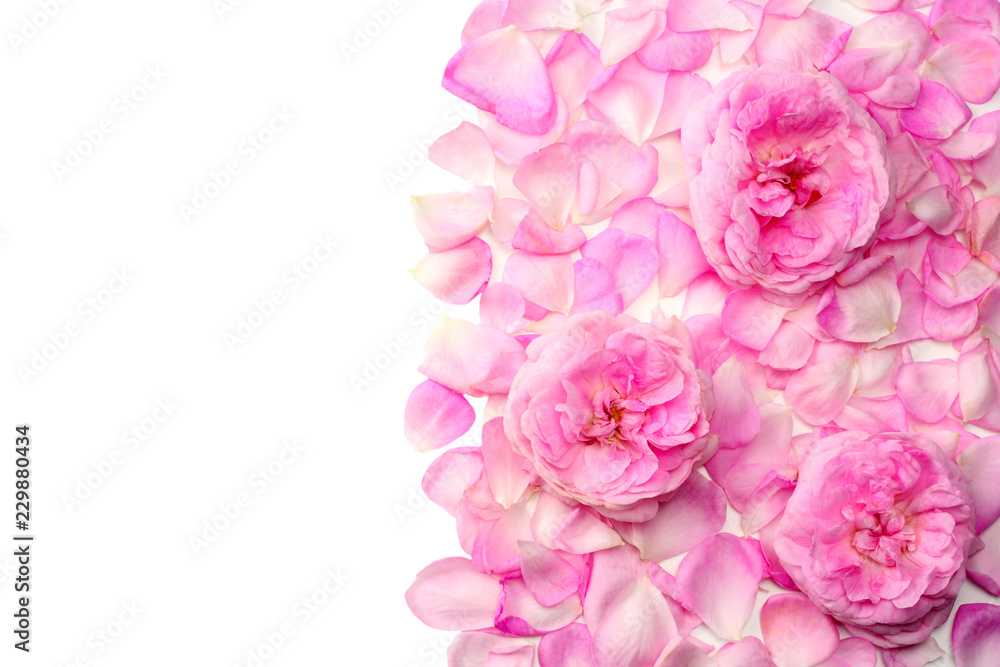 Obraz premium Pink rose flowers isolated on white background. top view