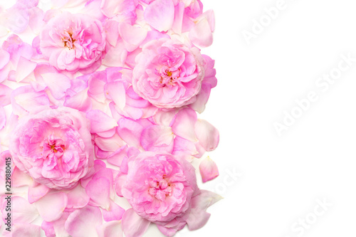 Pink rose flowers isolated on white background. top view © Dmytro