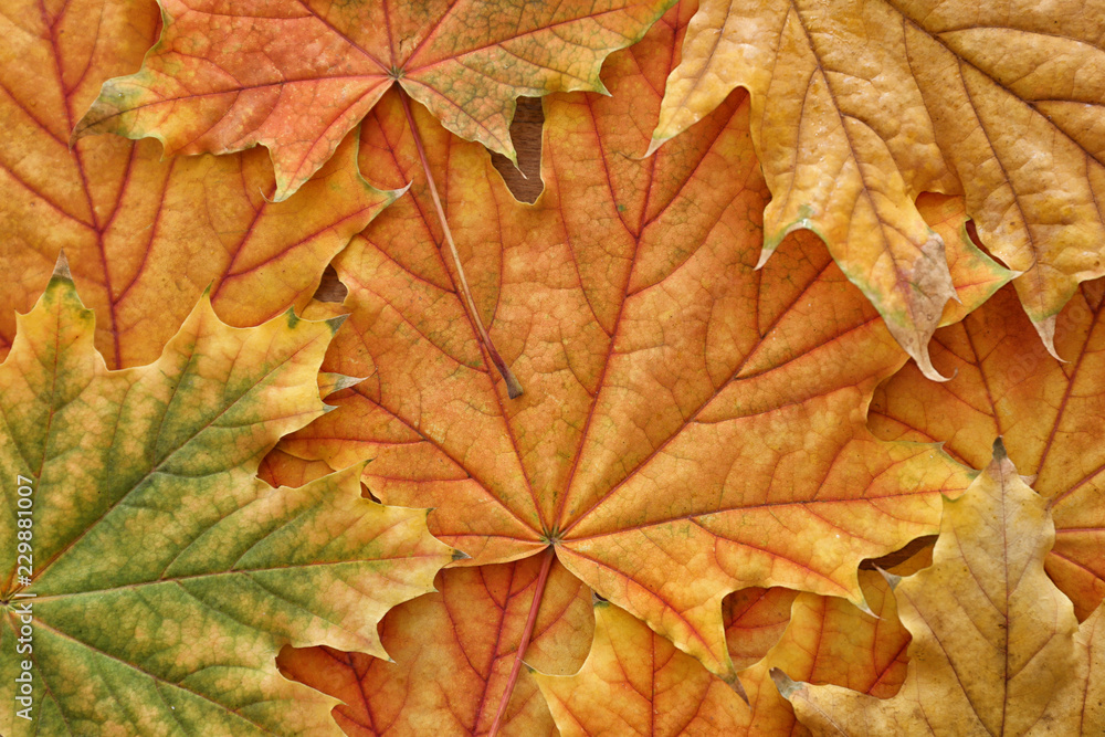 Beautiful autumn leaves, closeup