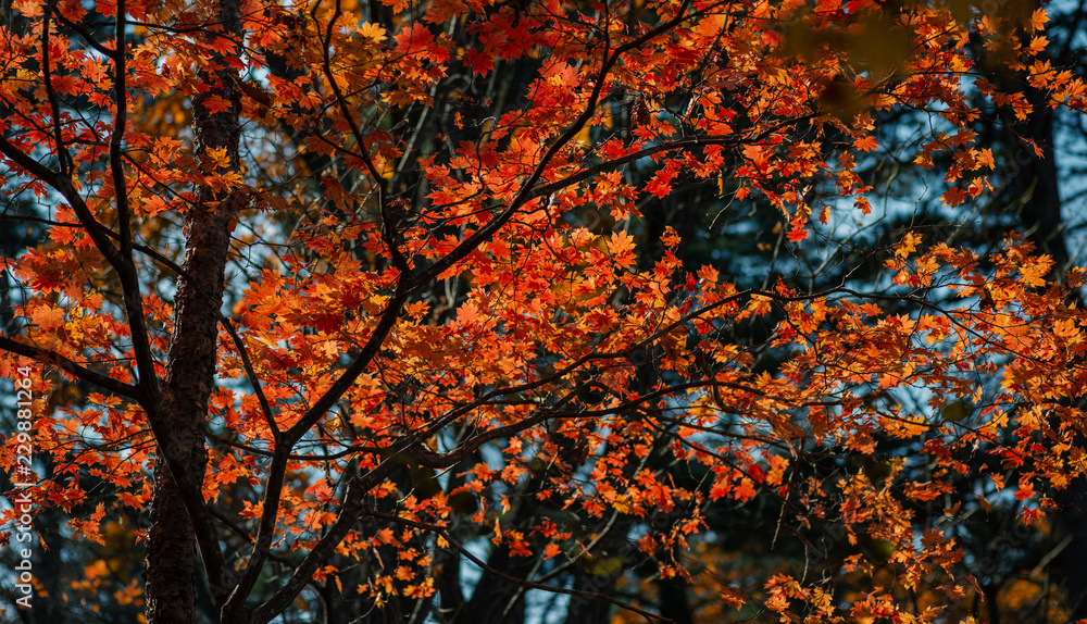 Autumn in forest - maple leaves in sunlight. Autumn in forest - maple leaves in sunlight.