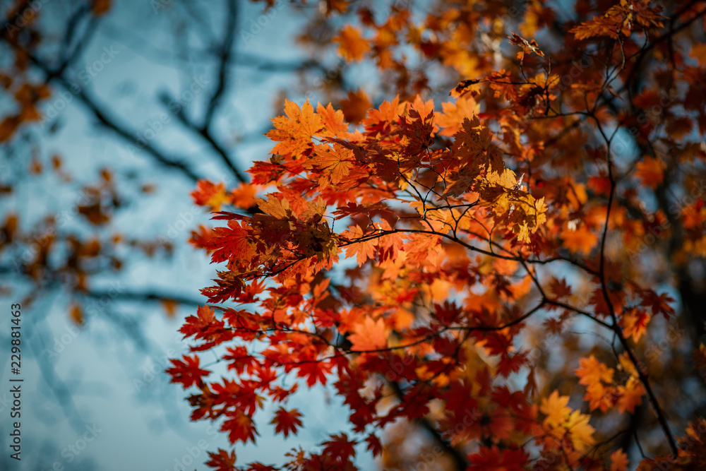 Autumn in forest - maple leaves in sunlight.