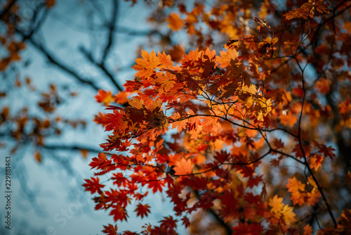 Autumn in forest - maple leaves in sunlight.