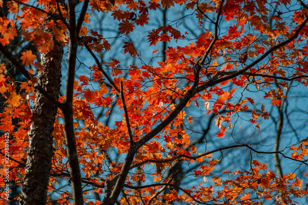 Autumn in forest - maple leaves in sunlight. Autumn in forest - maple leaves in sunlight.
