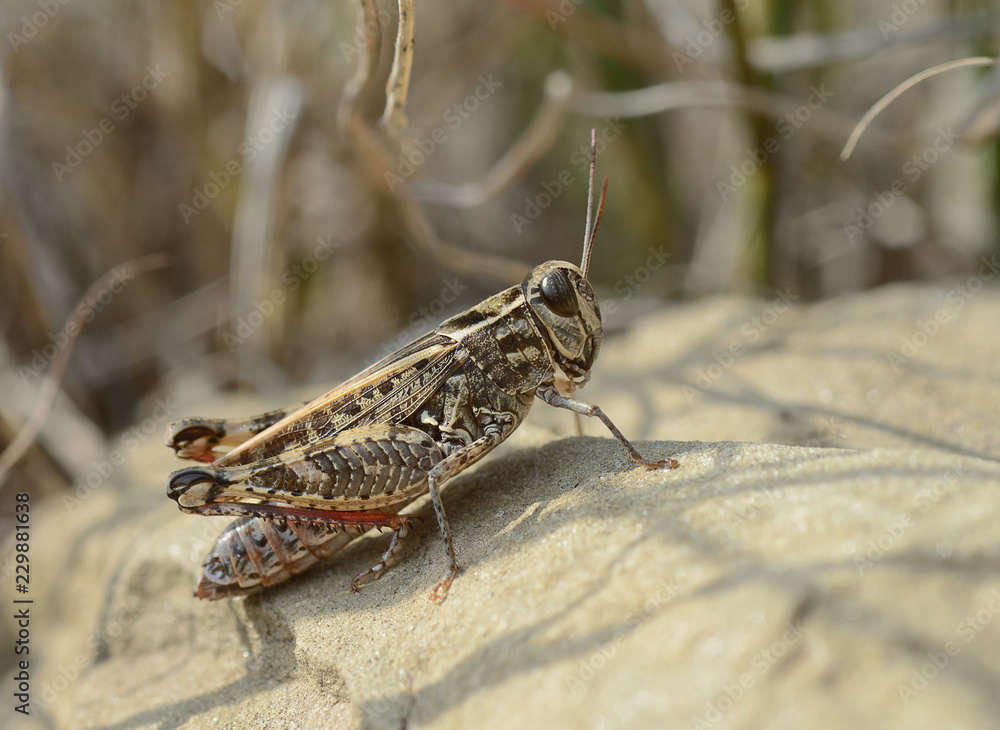 Italy, tuscany, grasshopper stands over a stone heated by the sun rays Italy, tuscany, grasshopper stands over a stone heated by the sun rays
