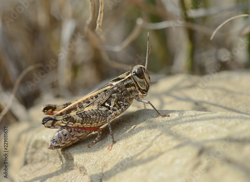 Italy, tuscany, grasshopper stands over a stone heated by the sun rays