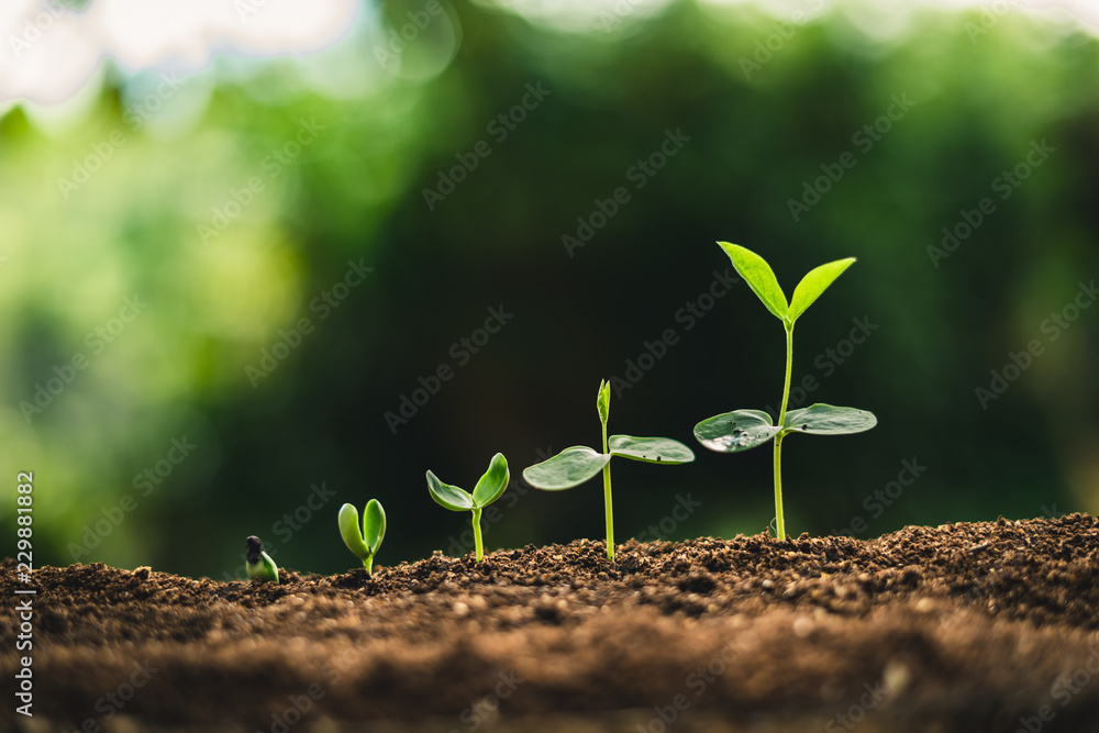 Naklejka premium Nasiona roślin Sadzenie drzew rosnących Nasiona kiełkują na glebach dobrej jakości w przyrodzie