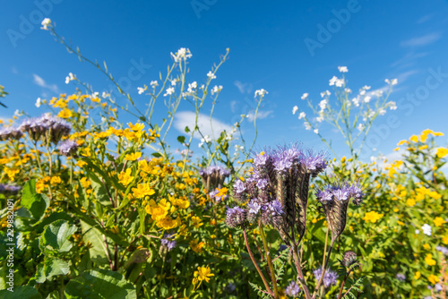 Bunte Blüten am Feld im Herbst