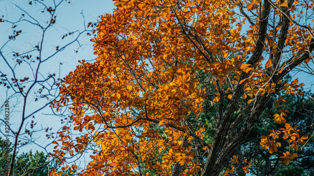 Autumn in forest - oak leaves in sunlight.