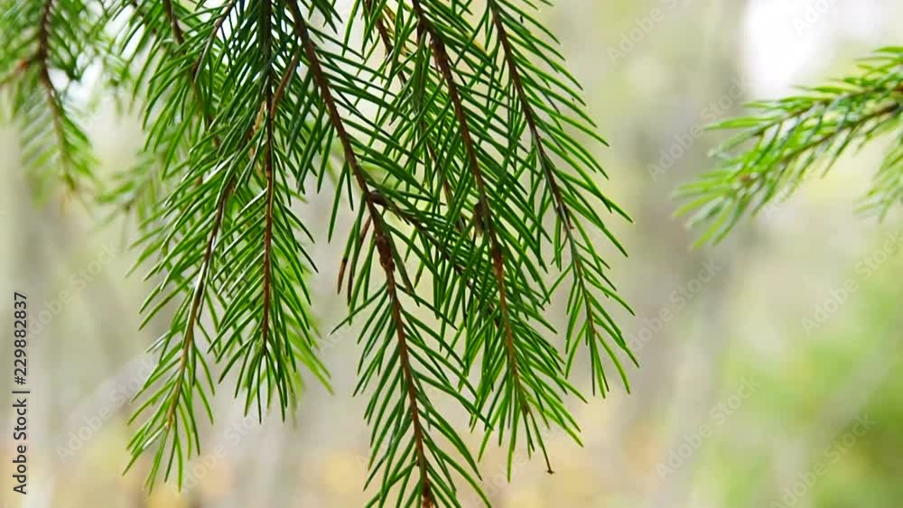 Branches of green spruce in the forest. Needle coniferous tree close. Branches of green spruce in the forest. Needle coniferous tree close.