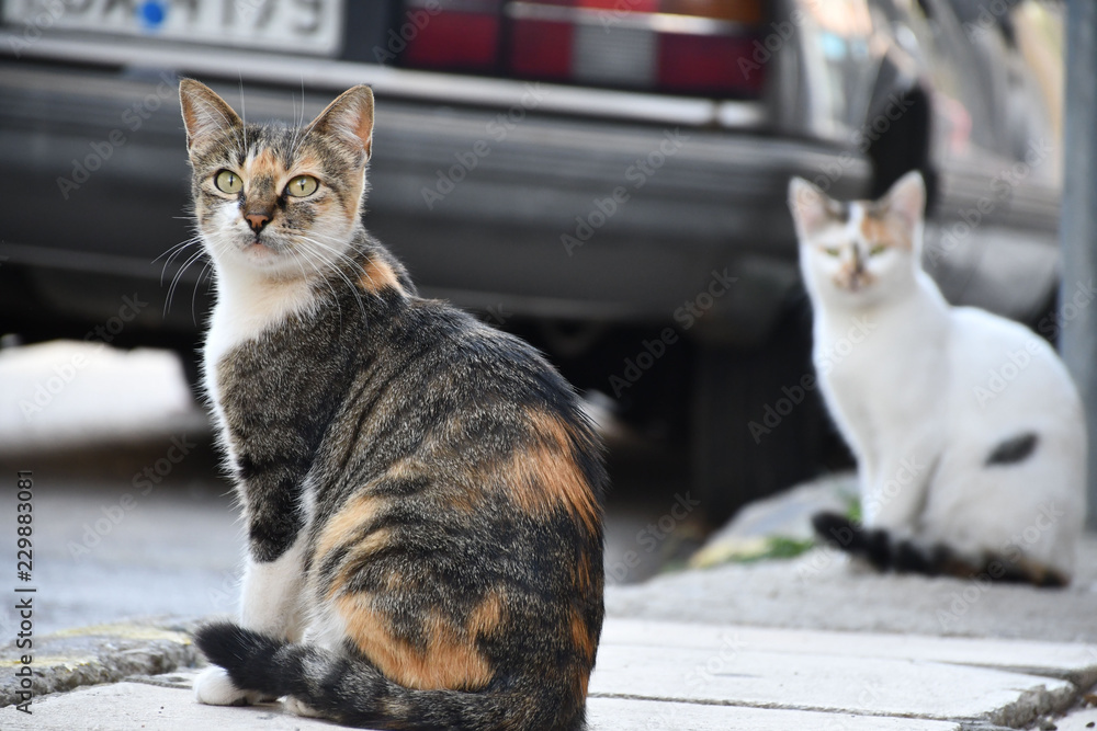 Fototapeta premium Cats